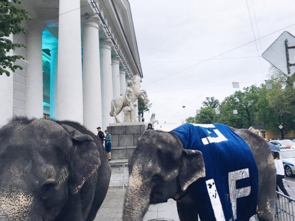В центре Петербурга прогулялись и поели листвы слоны