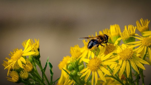 Ученые рассказали об угрозе вымирания пчел на Земле и последствиях для людей