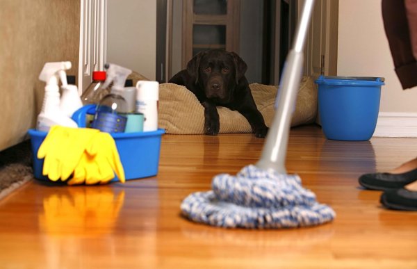 Ученые рассказали о смертельной опасности чистоты в доме