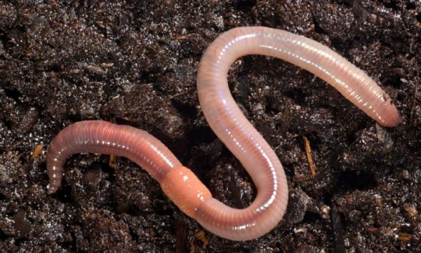Вторжение гигантских червей: Метровые плоские черви появились в Европе и шокировали ученых