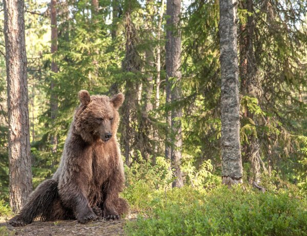 В Омской области медведи стали чаще нападать на домашний скот