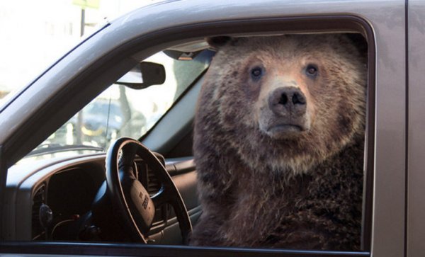 В США медведь сел в машину и начал гудеть