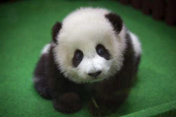 В зоопарке Малайзии впервые показали детёныша редкой панды