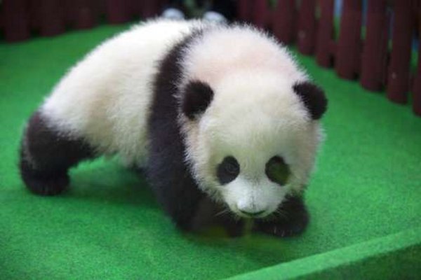 В зоопарке Малайзии впервые показали детёныша редкой панды