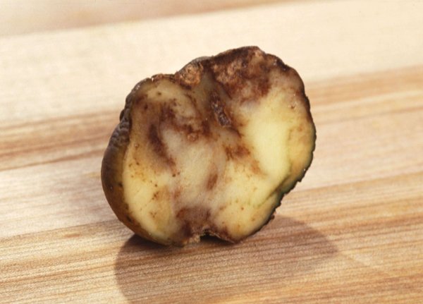 Россельхознадзор: Пораженный  картофель смертельно опасен