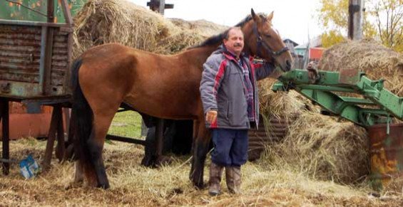 Камчатский депутат станет ездить на работу на лошади из-за цен на бензин