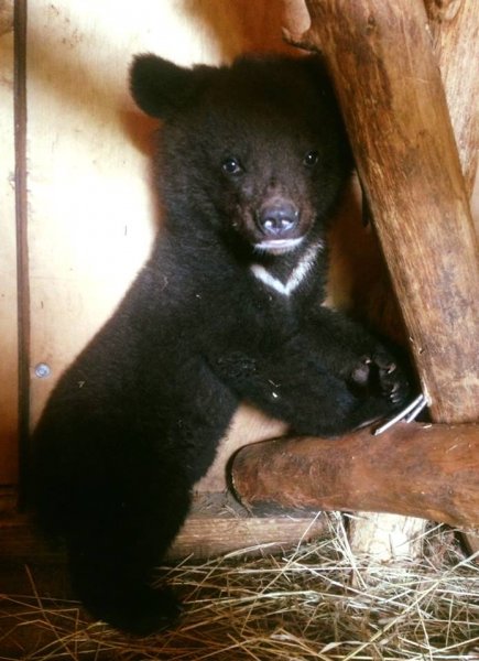 Жители Приморья с трудом «отвоевали» медвежонка у живодёров
