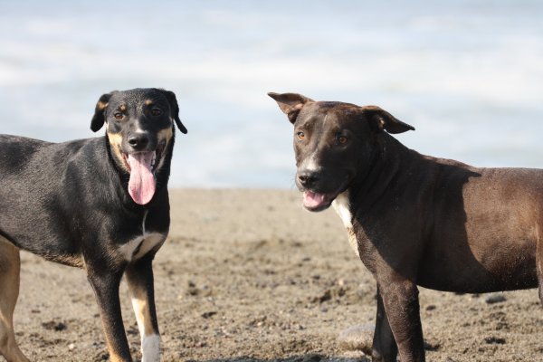 Раскрыты секреты действий собак-спасатели на пляжах Москвы