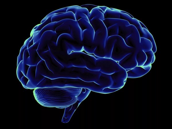 Учёные научились выращивать мозг