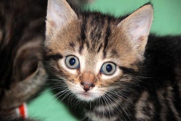 «Особенный» котенок: Житель Таганрога продает любимца за миллион рублей