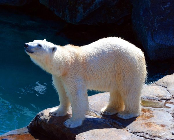 Белый медведь из пензенского зоопарка сможет охотиться на карасей