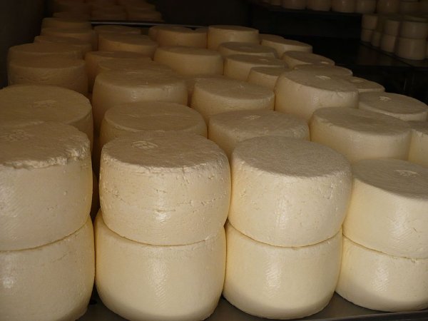 Эксперты выявили антибиотики в составе сыра, произведенного в Ростове