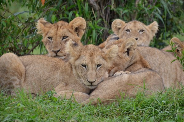 Африканские львята родились в зоопарке в Екатеринбурге