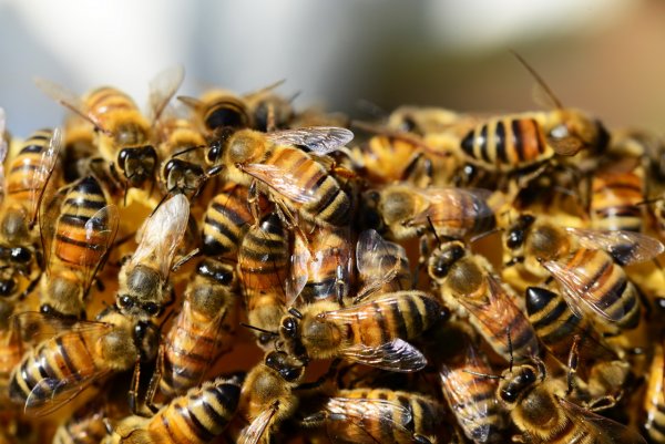 Учёные научились вызывать бесконтрольную агрессию пчёл