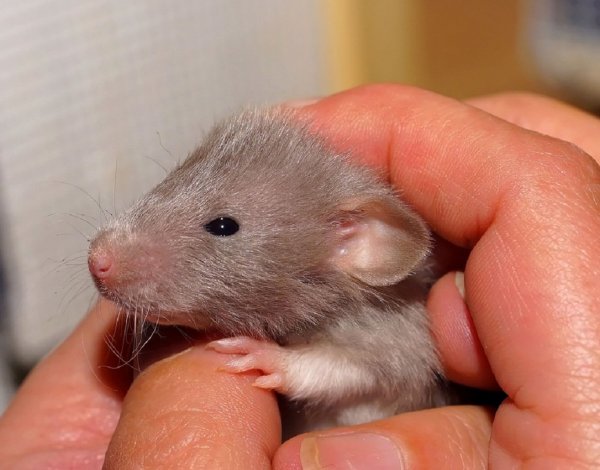Поздно родившие крысы производят на свет сыновей с проблемными сосудами