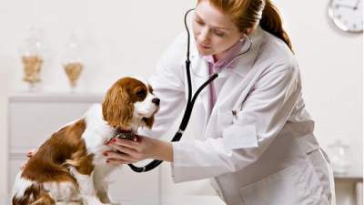 Собачий грипп: ученые предупреждают о распространении опасного вируса