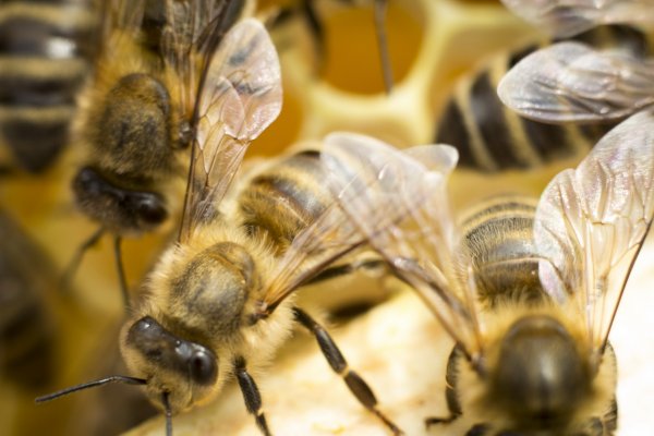 Учёные рассказали, что пчелам знакомо понятие нуля