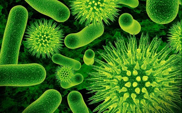 Учены США обнаружили новую опасную бактерию