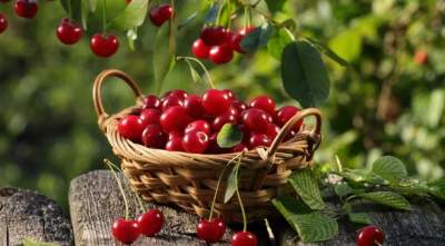 Названы полезные для здоровья свойства вишни
