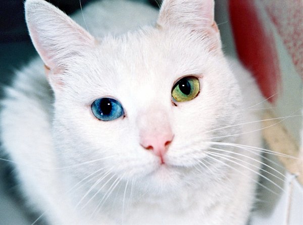 Котёнок-мутант родился в Сыктывкаре с двумя хвостами и шестью лапами