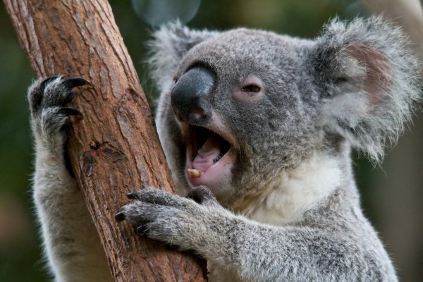 Ученые: Фекалии коалы помогут спасти носорогов от исчезновения