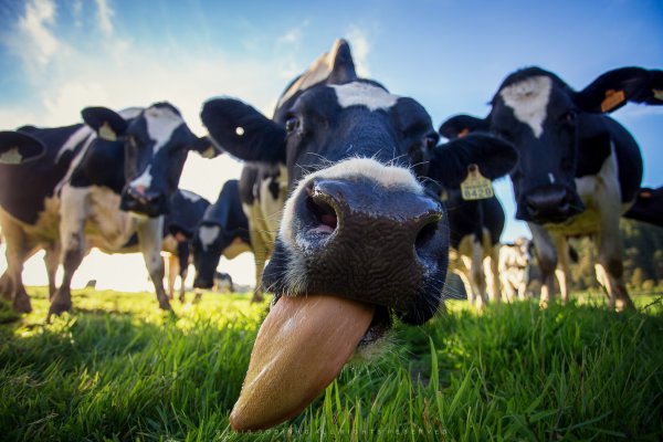 Ученые: Необходимо кормить коров 