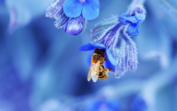 Дикие пчелы и шмели предпочитают для опыления синие цветы