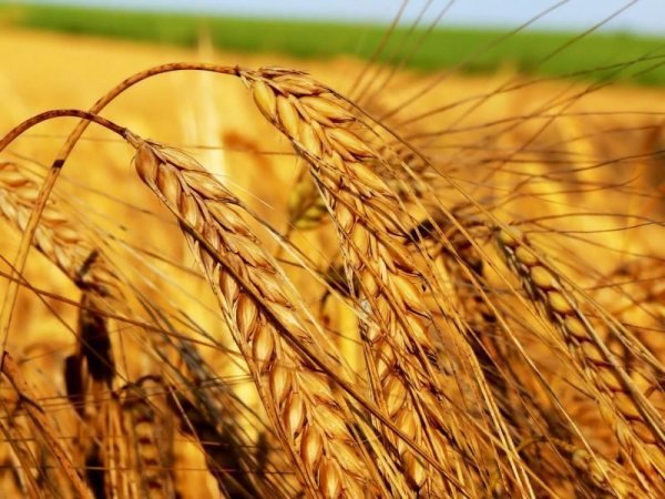 Кадыров на комбайне убрал пшеницу «Ахмат»