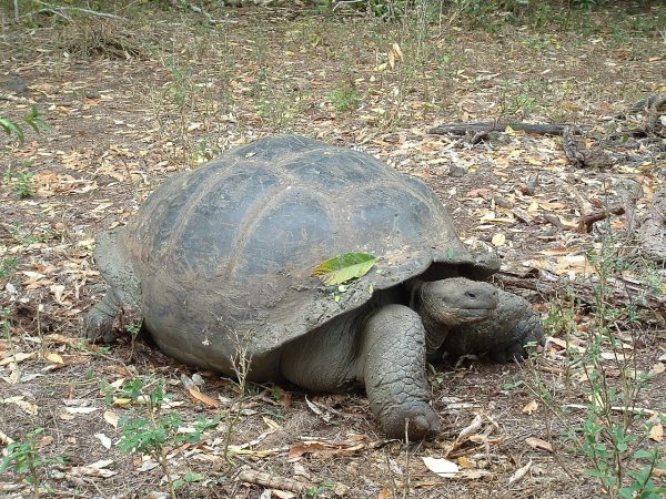 В Китае фермер обнаружил окаменелые останки черепахи юрского периода
