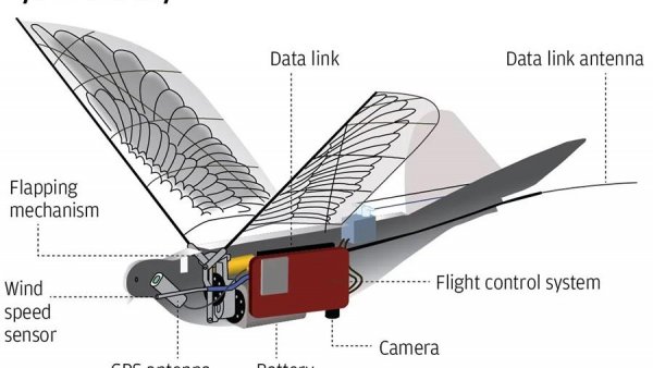 В Китае создали птиц-дронов для слежки за людьми