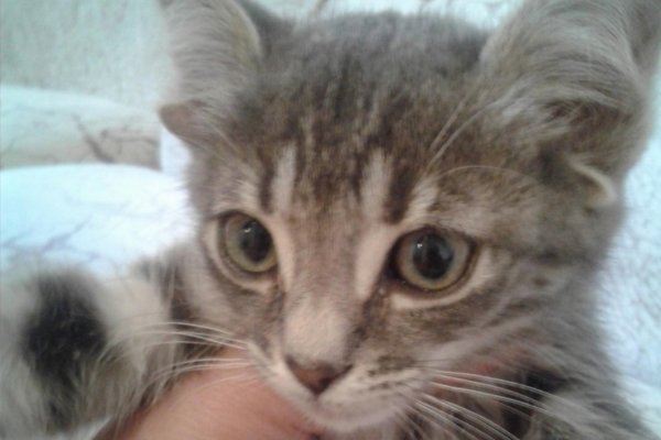 В Ростовской области обнаружен уникальный котенок-мутант с пятью ушами