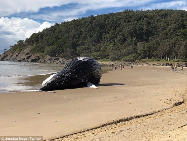 Может взорваться: В Австралии на пляже создали зону отчуждения возле трупа кита