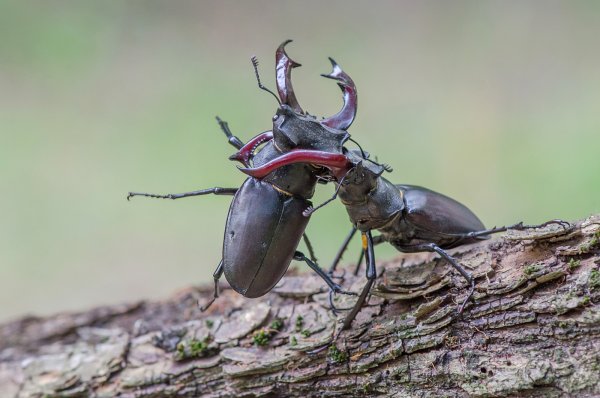 Видео эпичной битвы двух огромных жуков «взорвало» Сеть