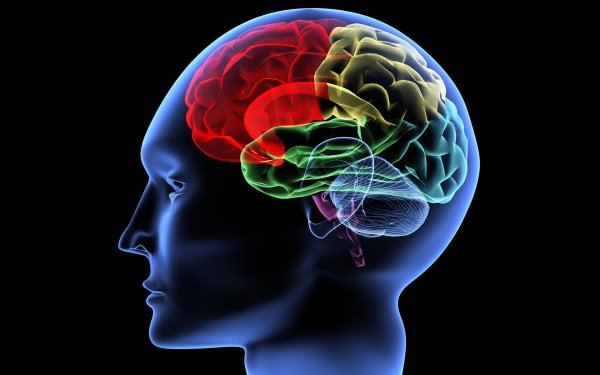 Учёные: Сканирование мозга определит ум человека