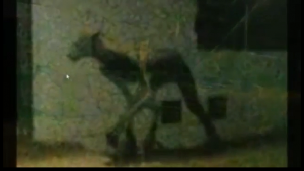 Чудовище, устроившее бойню собак, попало на камеру видеонаблюдения