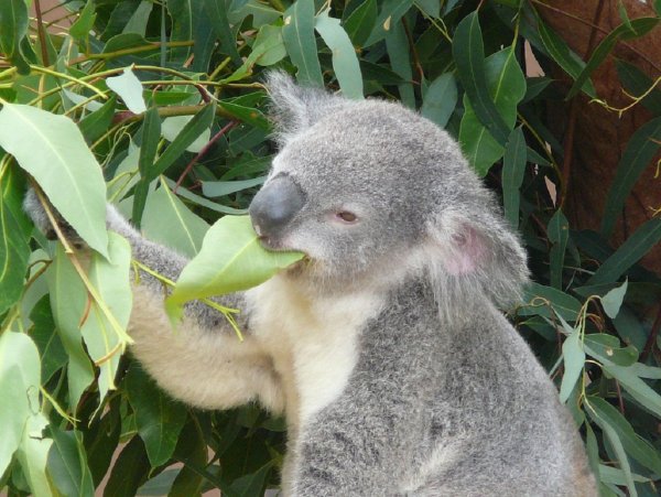 Генетики объяснили, как коалы справляются с ядовитыми растениями