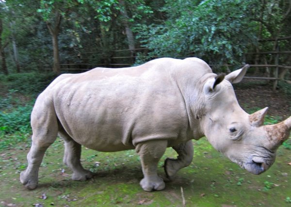 Ученые намерены «воскресить» вымершего белого носорога