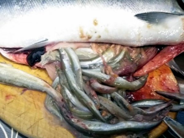 Лосось-матрёшку поймал рыбак в Корсаковском районе Сахалина