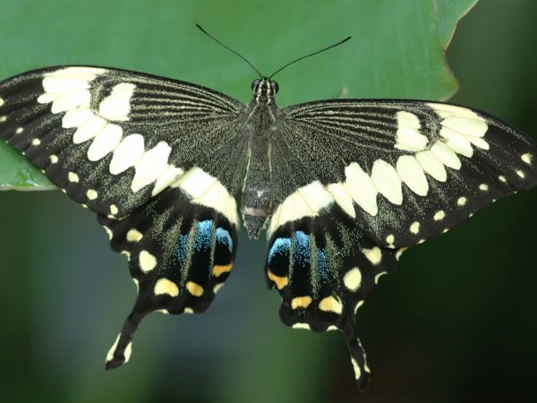 Ученые: Отростки на крыльях бабочек служат защитой от хищников