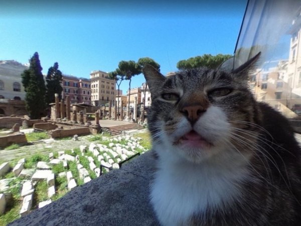 Попавший на Google-карты недовольный римский кот прославился в Сети