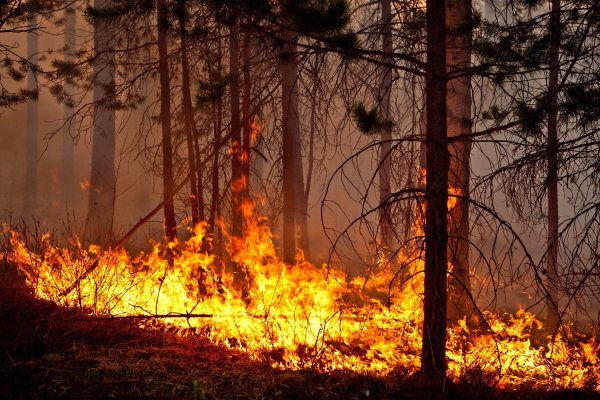 В Калифорнии ввели режим ЧС из-за лесных пожаров