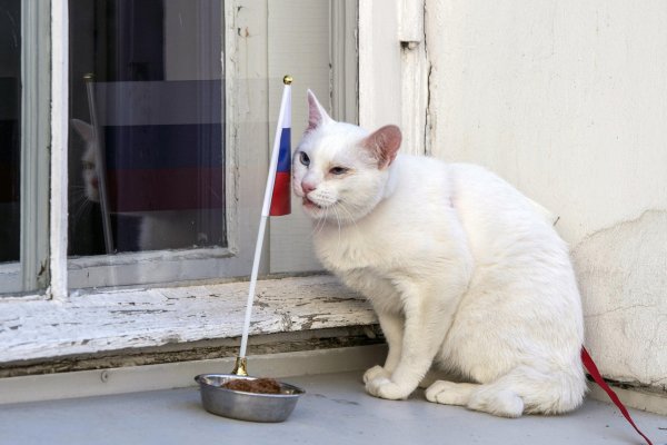 В США учёные опровергли предсказания российского кота-оракула