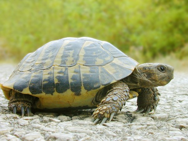 Жителю Эстонии спустя три года вернули пропавшую на озере черепаху