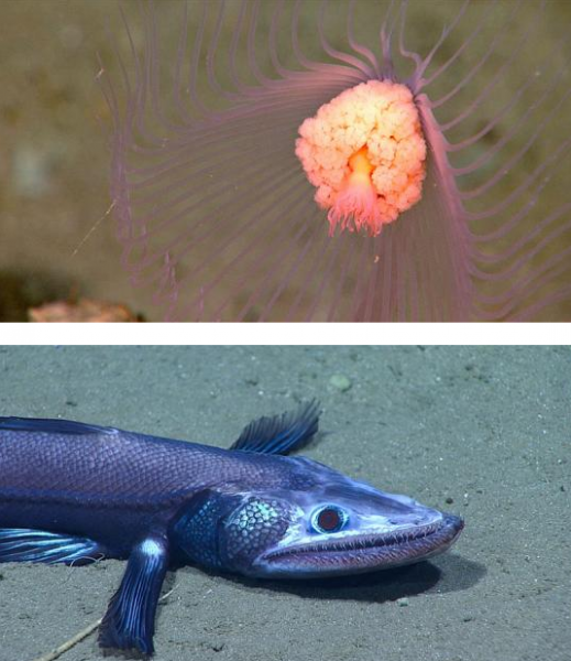 Ученые показали самых жутких неизвестных науке океанских рыб