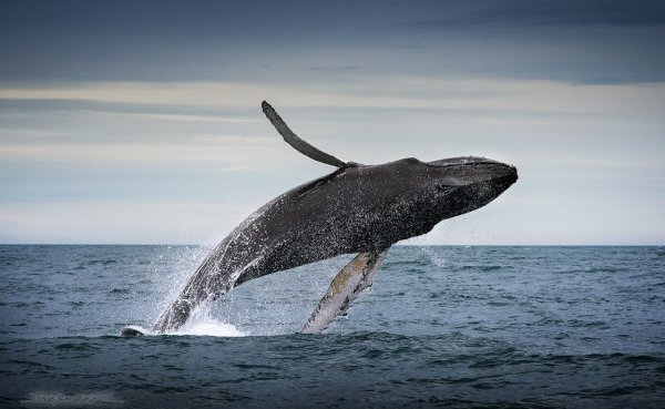 Ученые назвали причину исчезновения древних китов в Средиземном море