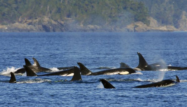 Видео редкой охоты косаток на горбатых китов появилось в Сети