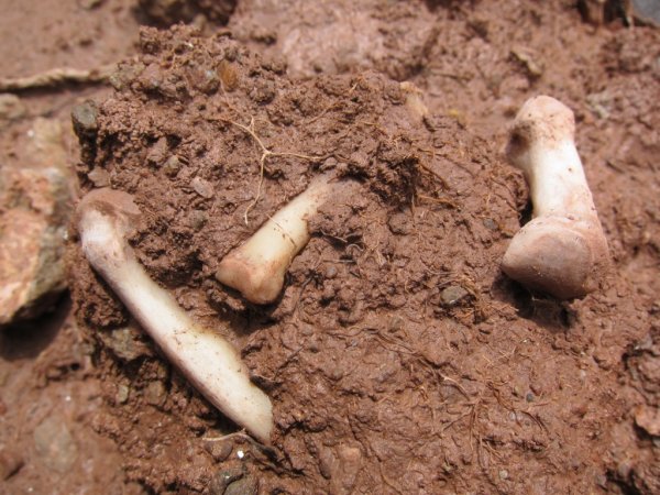 В Польше под детской площадкой обнаружили захоронение с 80 тысячами скелетов