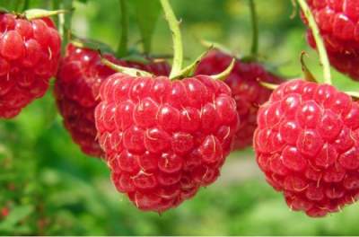 Эта летняя ягода поможет снизить риск заболеваний сердца