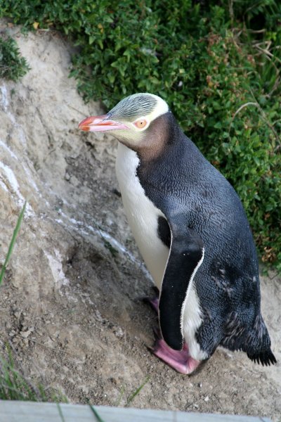 Селфи туристов поставили желтоглазых пингвинов под угрозу вымирания