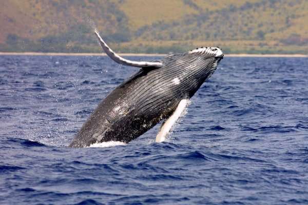 В США горбатый кит устроил невероятное шоу для туристов